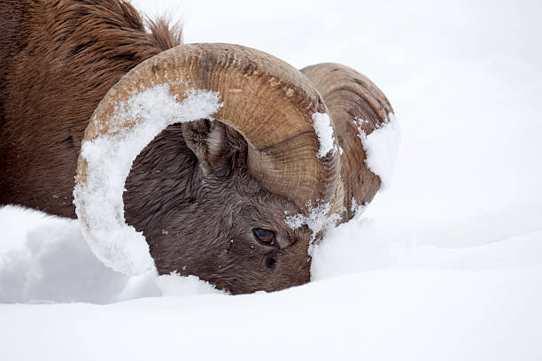 ビッグホーン ram フィーディングは、冬期にスノー（コロラド州） - bighorn sheep ram sheep winter ストックフォトと画像