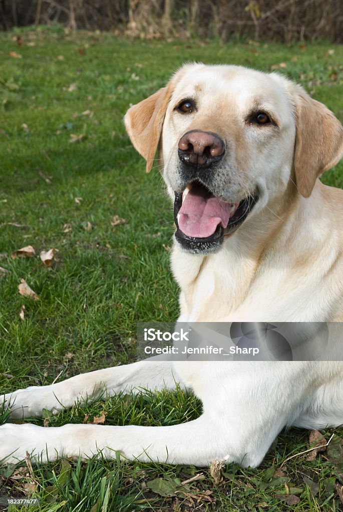 - Hund - Lizenzfrei Blondes Haar Stock-Foto