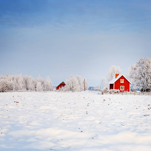 neve in svezia - snow nature sweden cold foto e immagini stock