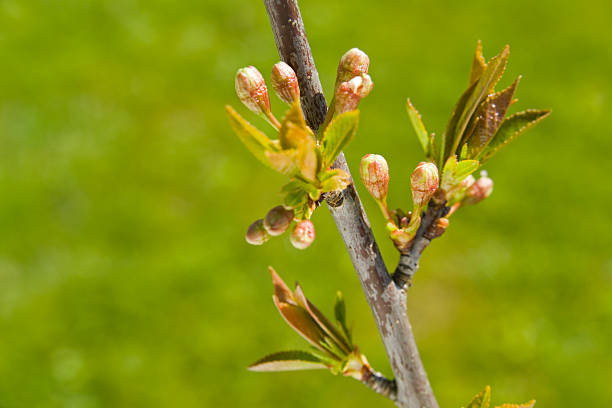Branch of sour cherry Prunus cerasus in spring with blossom bud