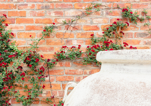 Red rose miniature climbing plant against red brick wall with white plant pot