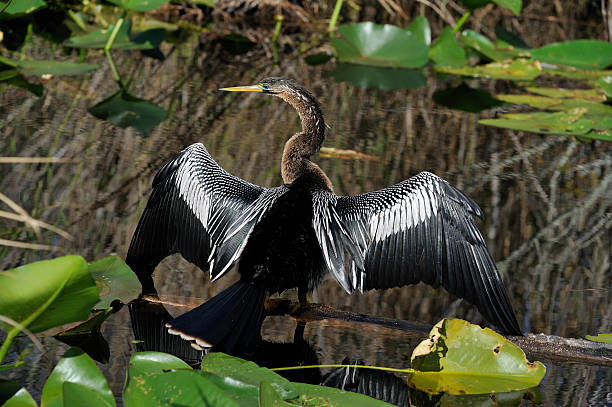 istock Anhinga drying wings, beautiful bird of Florida 182378268
