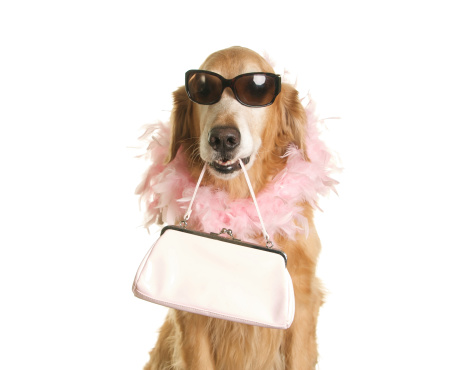 An adorable golden retriever is holding a pink purse in her mouth while wearing a pink feather boa and sunglasses.  Shot in the studio with a white background. For more Dog Photos from my portfolio please click here