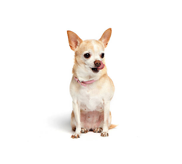 istock chihuahua on white background 182378383