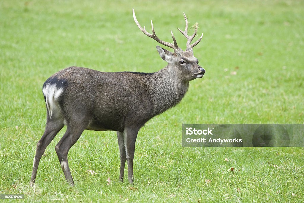 Sikahirsch - Lizenzfrei Sikahirsch Stock-Foto