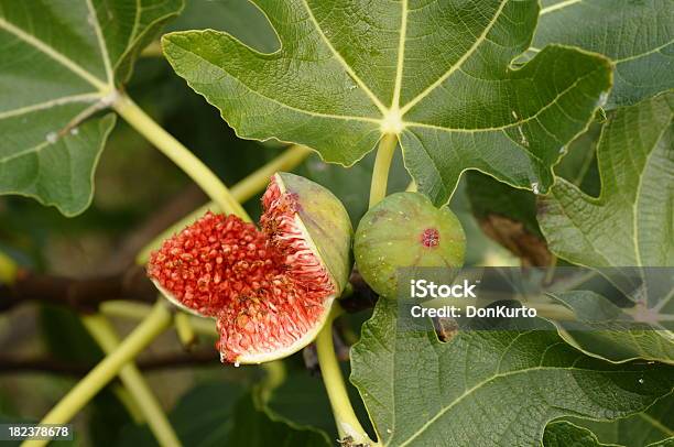 Foto de Figo e mais fotos de stock de Agricultura - Agricultura, Comida, Comida e bebida