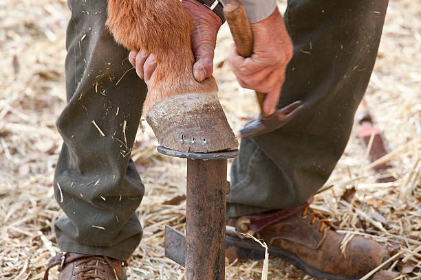 istock Close-up of Cowboy Shoeing Mule 182378713