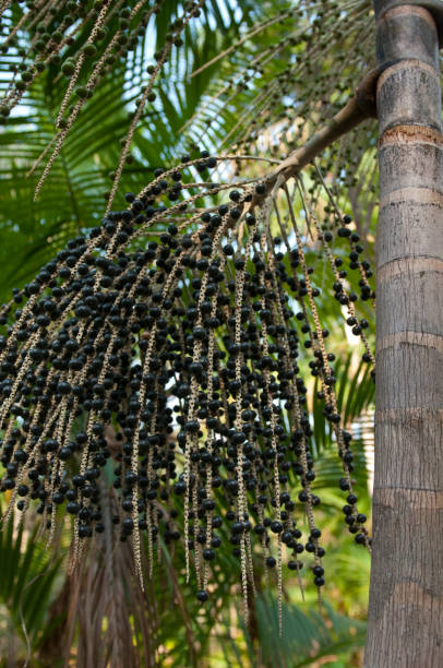 istock Close up of acai berries on the palm tree 182378871