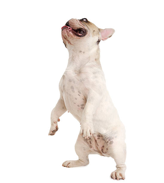 istock Dog Stands On Hind Legs 182378919