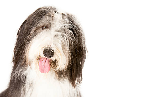 istock Portait of a Bearded Collie 182378920