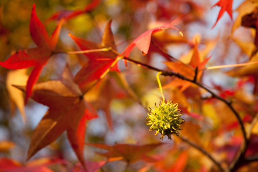 Sweet Gum is a popular shade tree because of its fall coloring. Selective focus was used on the fruit (shown here) to create a soft background.
