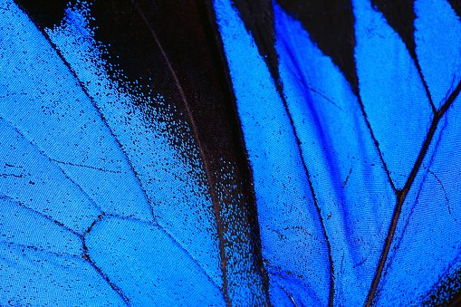 DSLR studio shot of a blue morpho wing close up. The small details of the wing are visible on the picture.