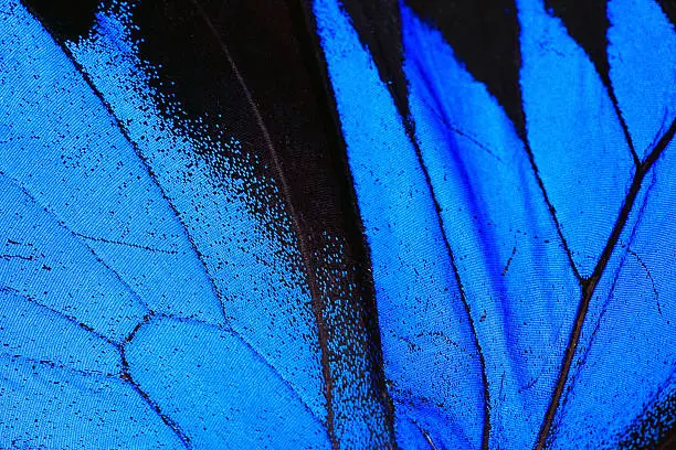 Photo of Blue Morpho Butterfly Wing Macro Close Up