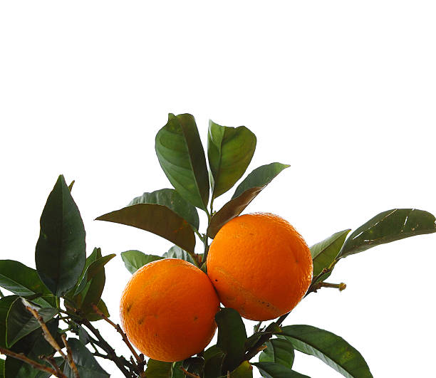 rama de orange - citrus fruit mandarin orange orange large group of objects fotografías e imágenes de stock