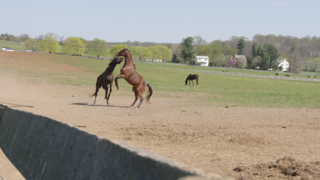 Two Horses Bucking and Playing in a Pasture on a Sunny Day
