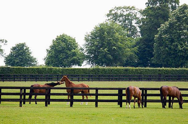 brouter dans le paddock - livestock horse bay animal photos et images de collection