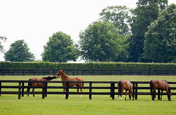 "Horses grazing and playing in the paddocks at a bloodstock stud farm near Newmarket, Suffolk. Newmarket is generally considered the birthplace and global centre of thoroughbred horse racing."