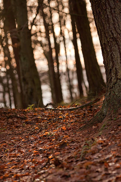 istock Winter woodland 182379476