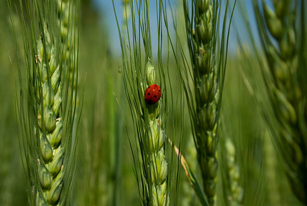 istock Ladybird on green rye 182379484