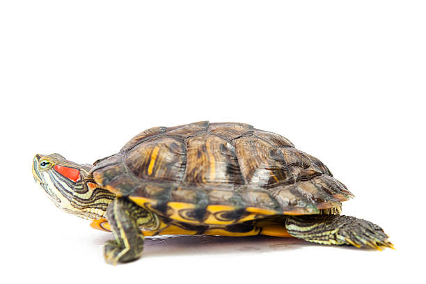 istock Red Eared Slider Turtle Isolated on White Background 182379500
