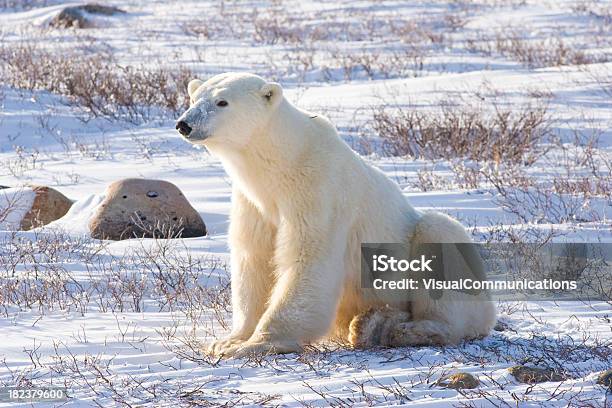 Orso Polare - Fotografie stock e altre immagini di Orso polare - Orso polare, Ambientazione esterna, Animale