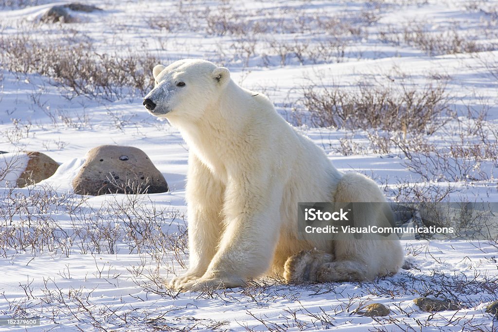 Polar bear. Polar bear sitting. Polar Bear Stock Photo