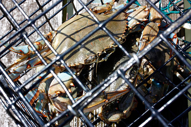 istock Crabs in Crab pot detail 182379651