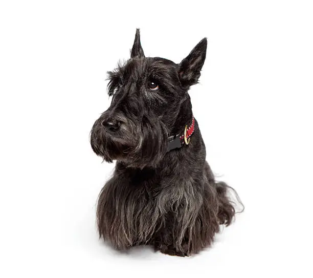 scottish terrier on white background looking up