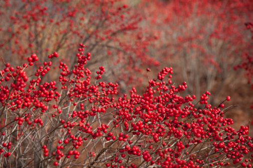 a soft focus of cowberries in forest