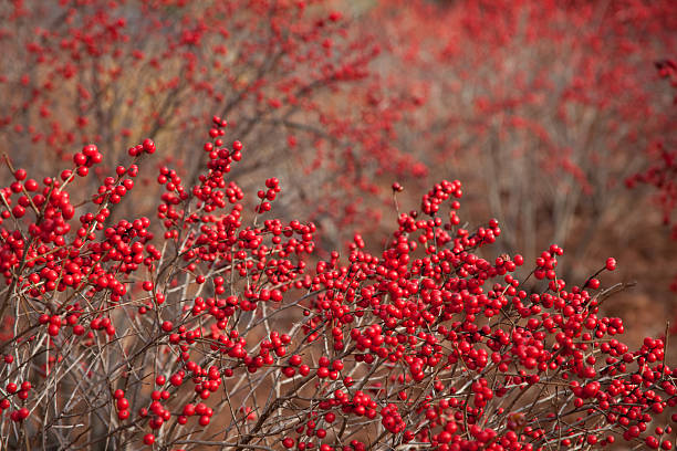 fundo vermelho winterberry - winterberry holly imagens e fotografias de stock