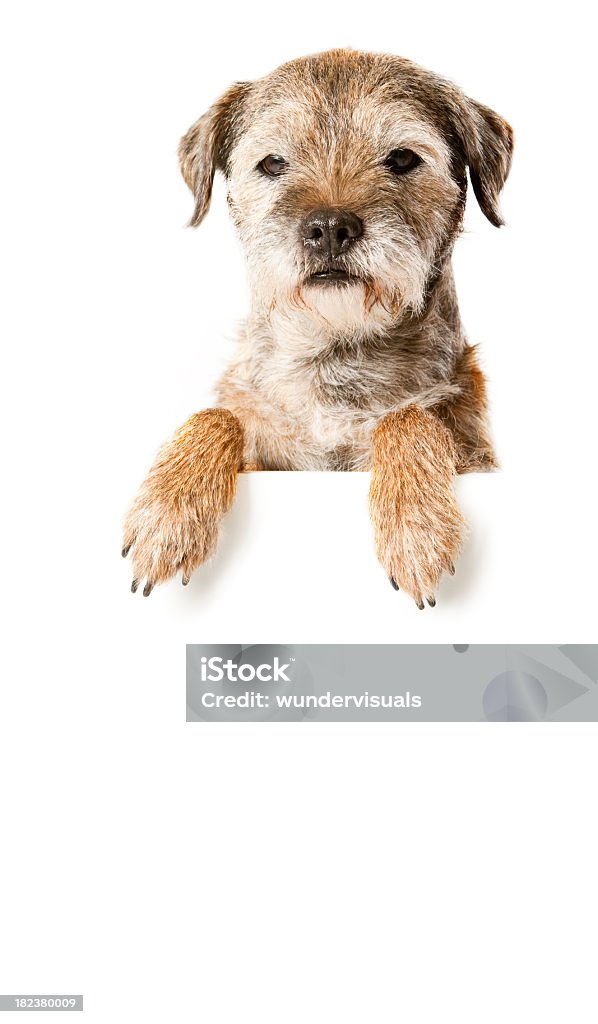 Border Terrier avec bannière - Photo de Animaux de compagnie libre de droits