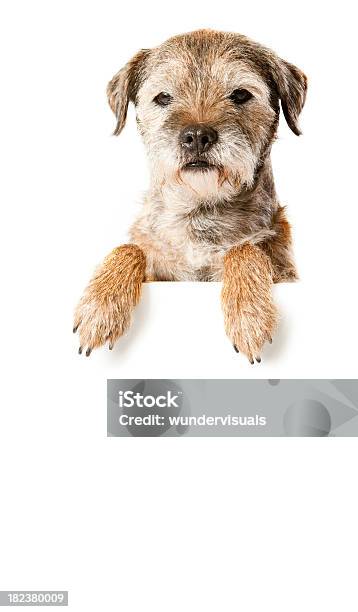 Photo libre de droit de Border Terrier Avec Bannière banque d'images et plus d'images libres de droit de Animaux de compagnie - Animaux de compagnie, Animaux domestiques, Blanc