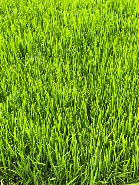 istock Paddy seedlings or young rice plant 1823801176
