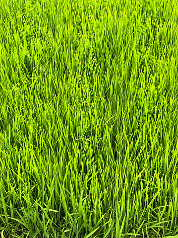 Top view Paddy seedlings or young rice plants, growing in rice field. Ready to be planted