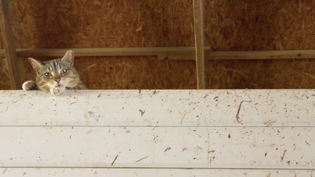 Cute Barn Cat Taking a Break and Watching from Above inside a Horse Stable Barn