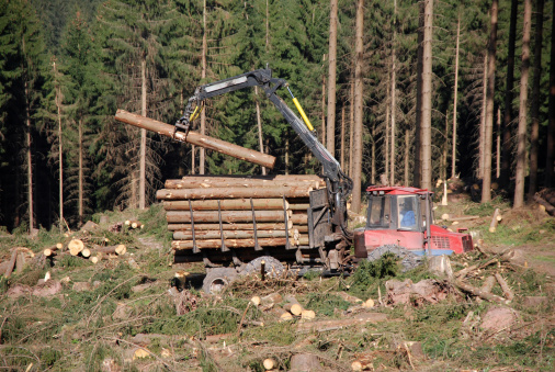 Forestry logging vehicle (forwarder) on duty