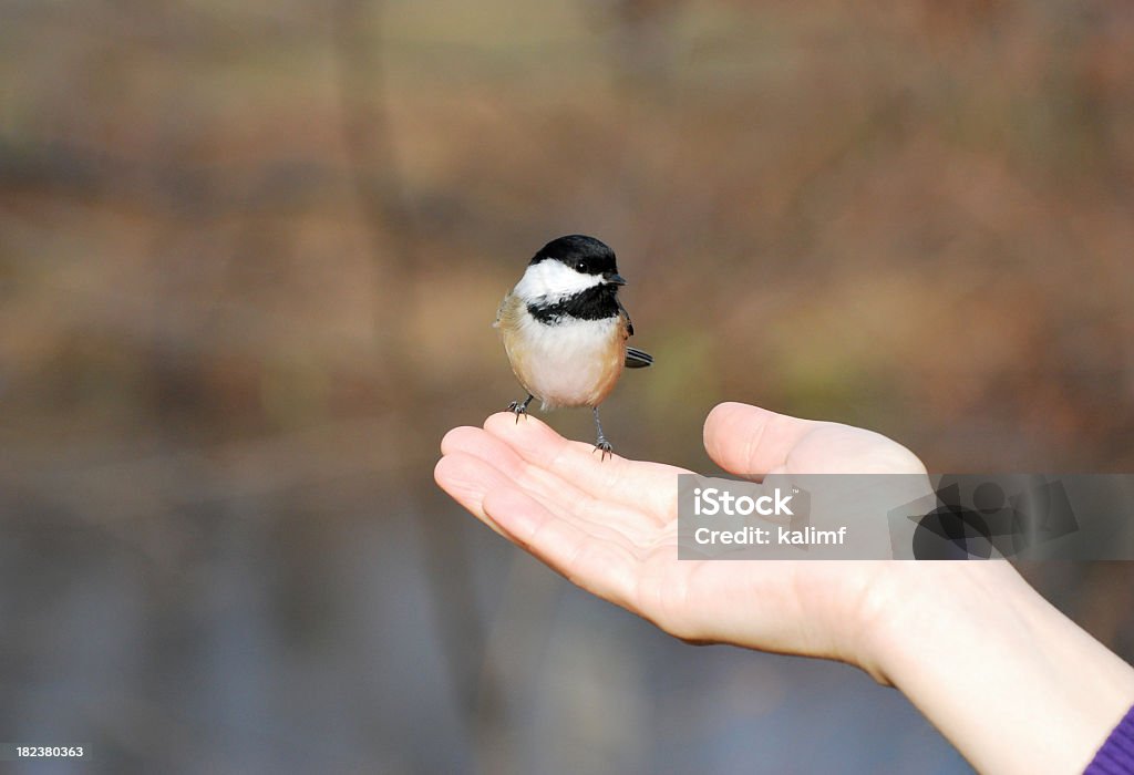 Pássaro na Mão - Royalty-free A Bird In The Hand Is Worth Two In The Bush - Expressão inglesa Foto de stock