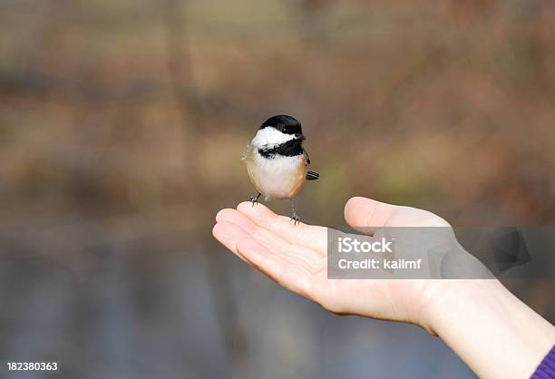 Pássaro Na Mão - Fotografias de stock e mais imagens de A Bird In The Hand Is Worth Two In The Bush - Expressão inglesa - A Bird In The Hand Is Worth Two In The Bush - Expressão inglesa, Animal, Animal selvagem