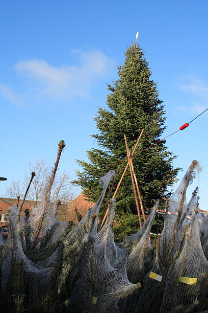 istock Wrapped christmas trees for sale 182380366