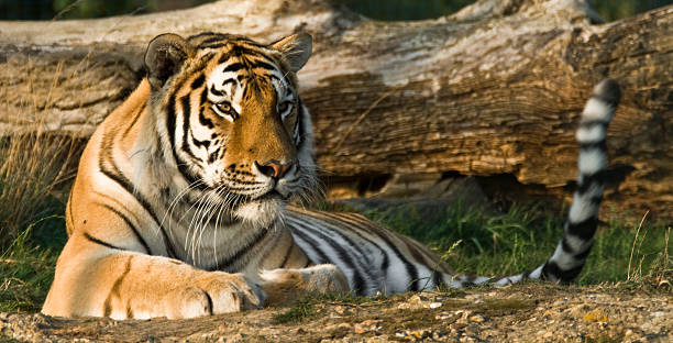 Lying Tiger stock photo