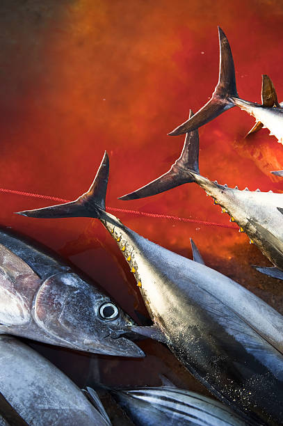 istock Catch of the Day 182380671