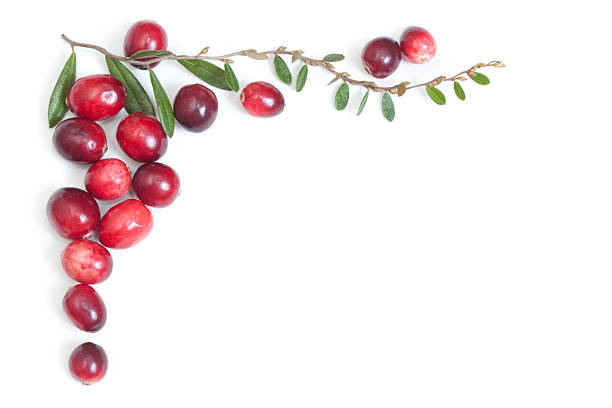 Cranberries and Leaves Top Corner Frame stock photo