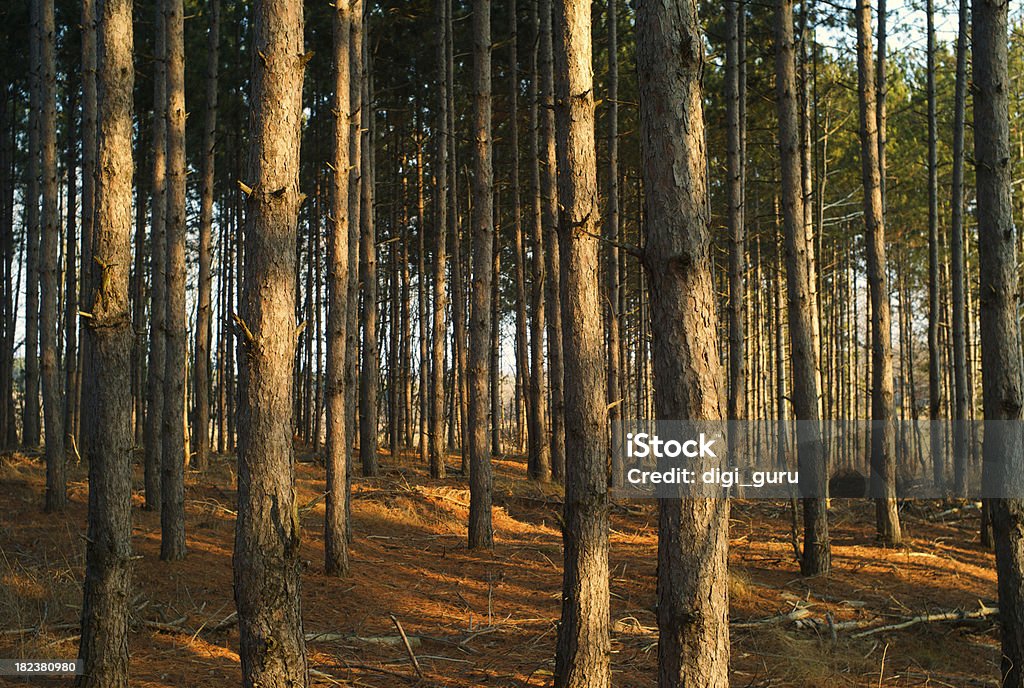 Tree Trunks in the warm forest light "Pine trees bask in the warm, late-day light." Backgrounds Stock Photo