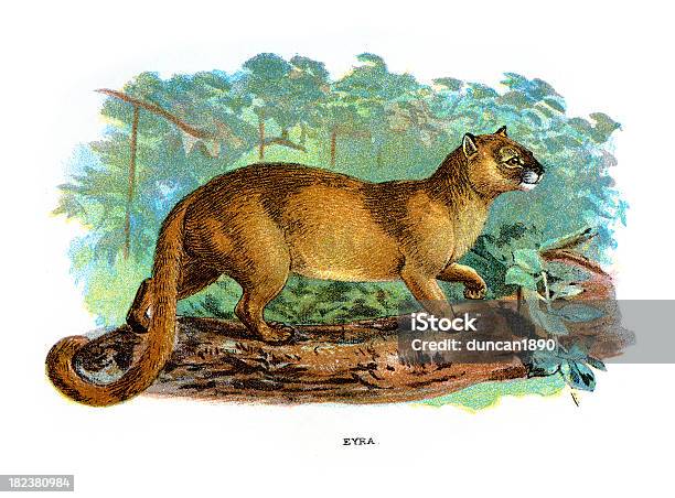 Yaguarondi Puma Yagouaroundi - Immagini vettoriali stock e altre immagini di Animale - Animale, Animale selvatico, Arte