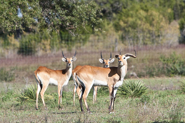 Kobus Leche três antílopes olhando a lente - foto de acervo