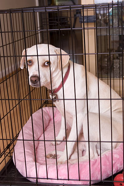 istock Poor doggy all alone in his crate at home 182381112
