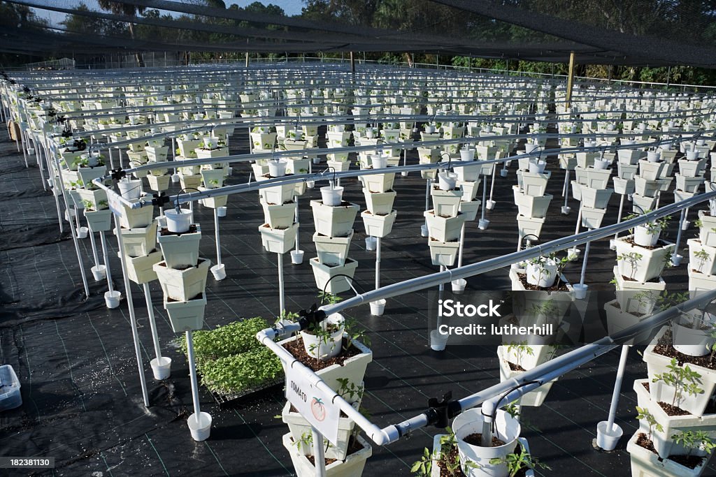 Hydroponischen Garten gezüchtet wurden, wachsenden Gemüse - Lizenzfrei Agrarbetrieb Stock-Foto