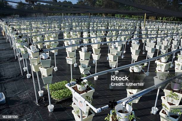 Hydroponischen Garten Gezüchtet Wurden Wachsenden Gemüse Stockfoto und mehr Bilder von Agrarbetrieb