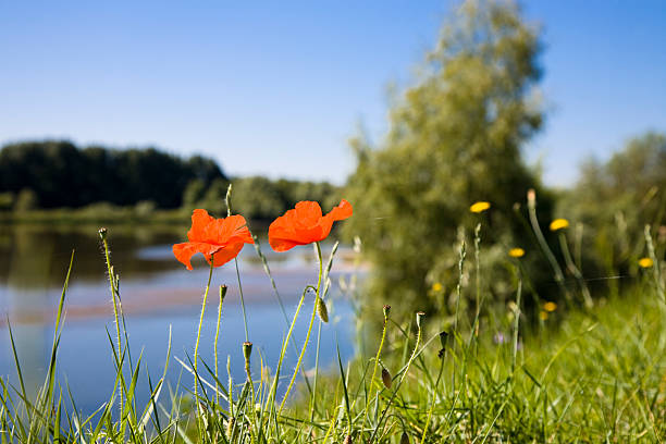paisaje del río loira con poppies - eos5d fotografías e imágenes de stock