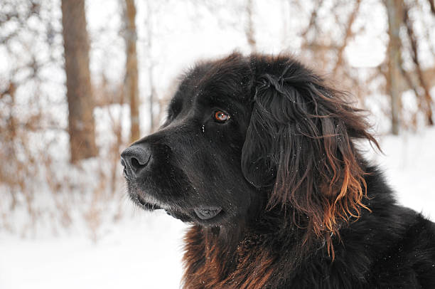 Newfoundland cão ao ar livre - fotografia de stock